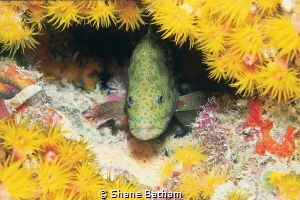 Perched for the night by Shane Batham 
